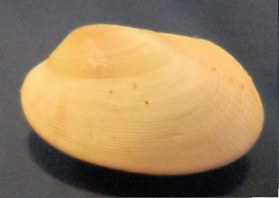 venerupis senegalensis?